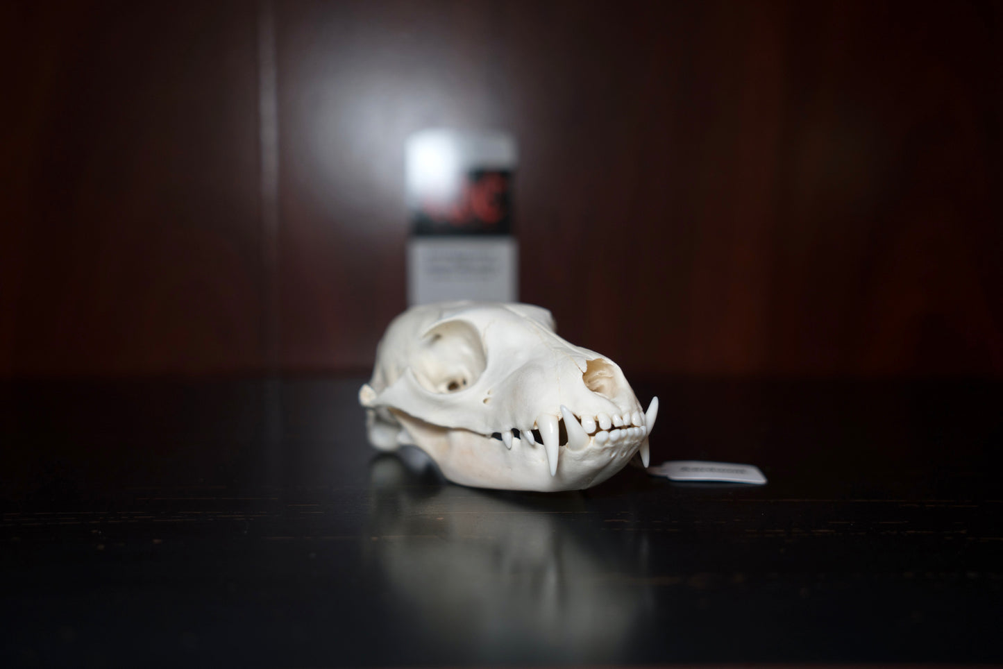 Real Aardwolf Skull
