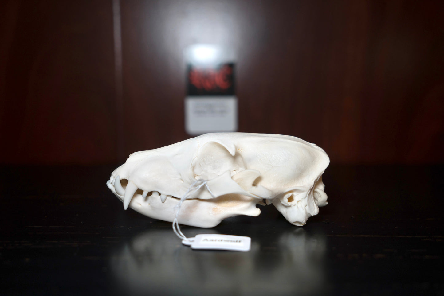 Real Aardwolf Skull
