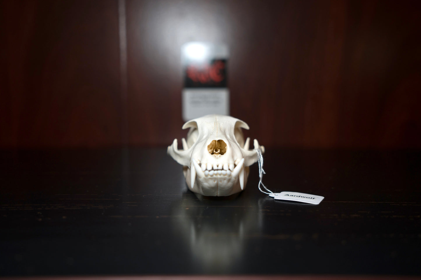 Real Aardwolf Skull