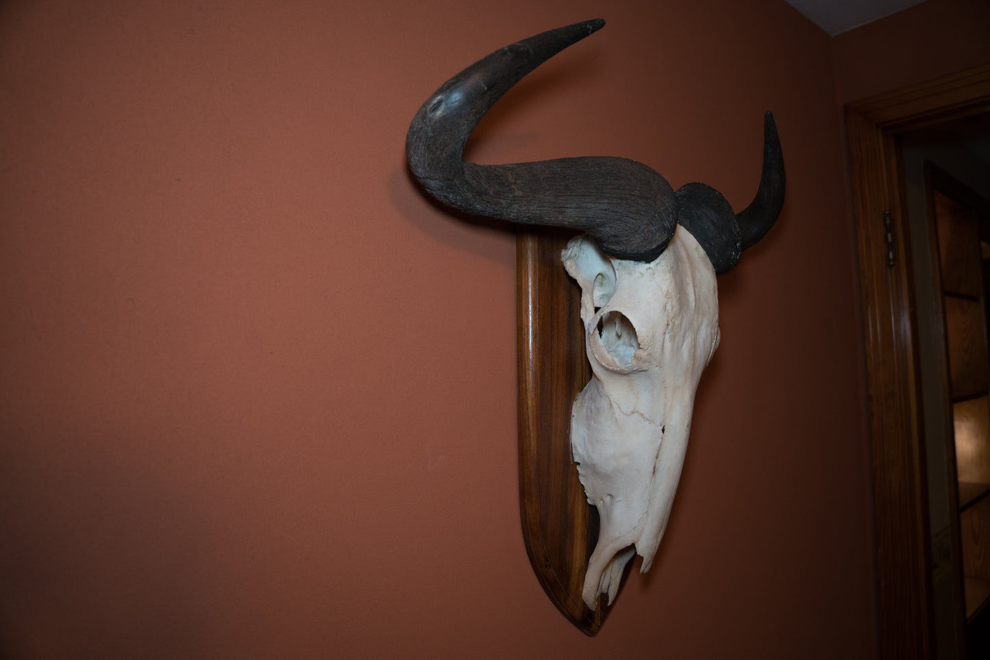 Huge White Bearded Wildebeest Skull Taxidermy