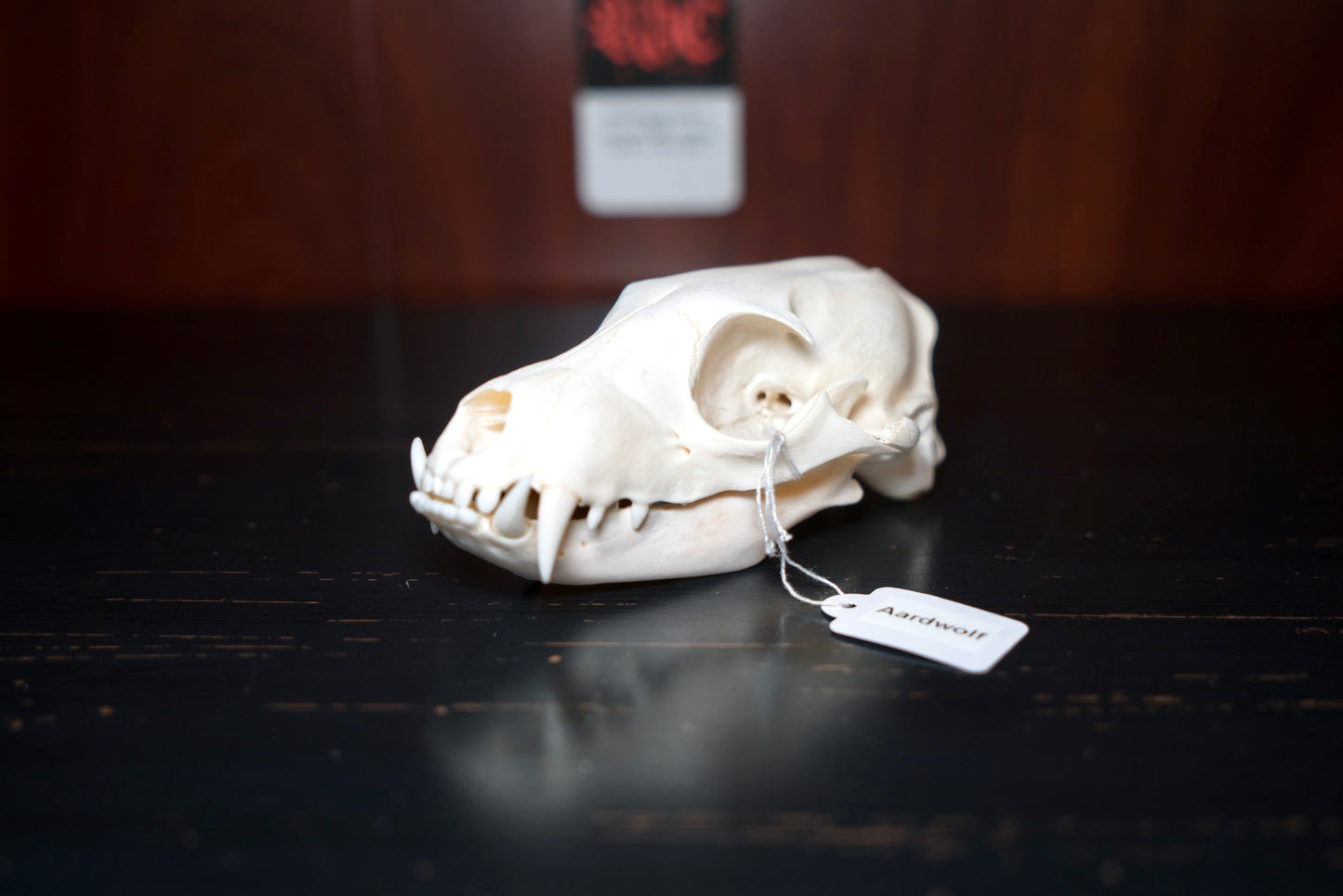 Real Aardwolf Skull