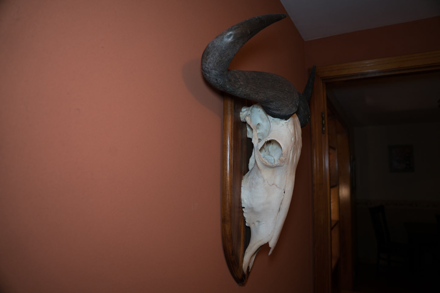 Huge White Bearded Wildebeest Skull Taxidermy