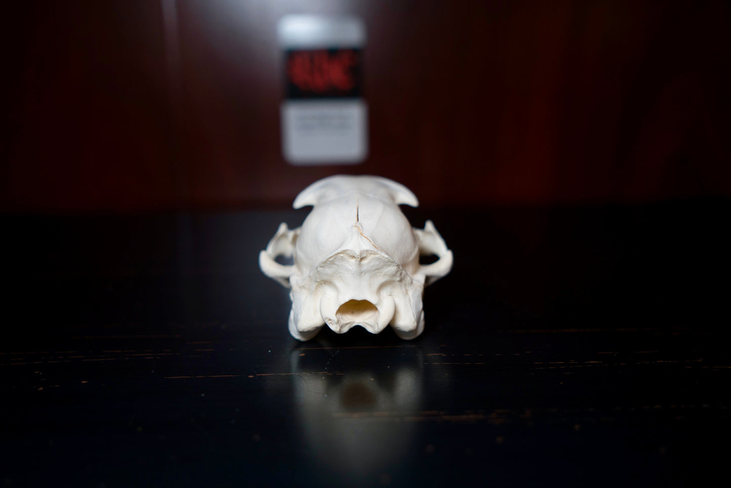 Real Aardwolf Skull