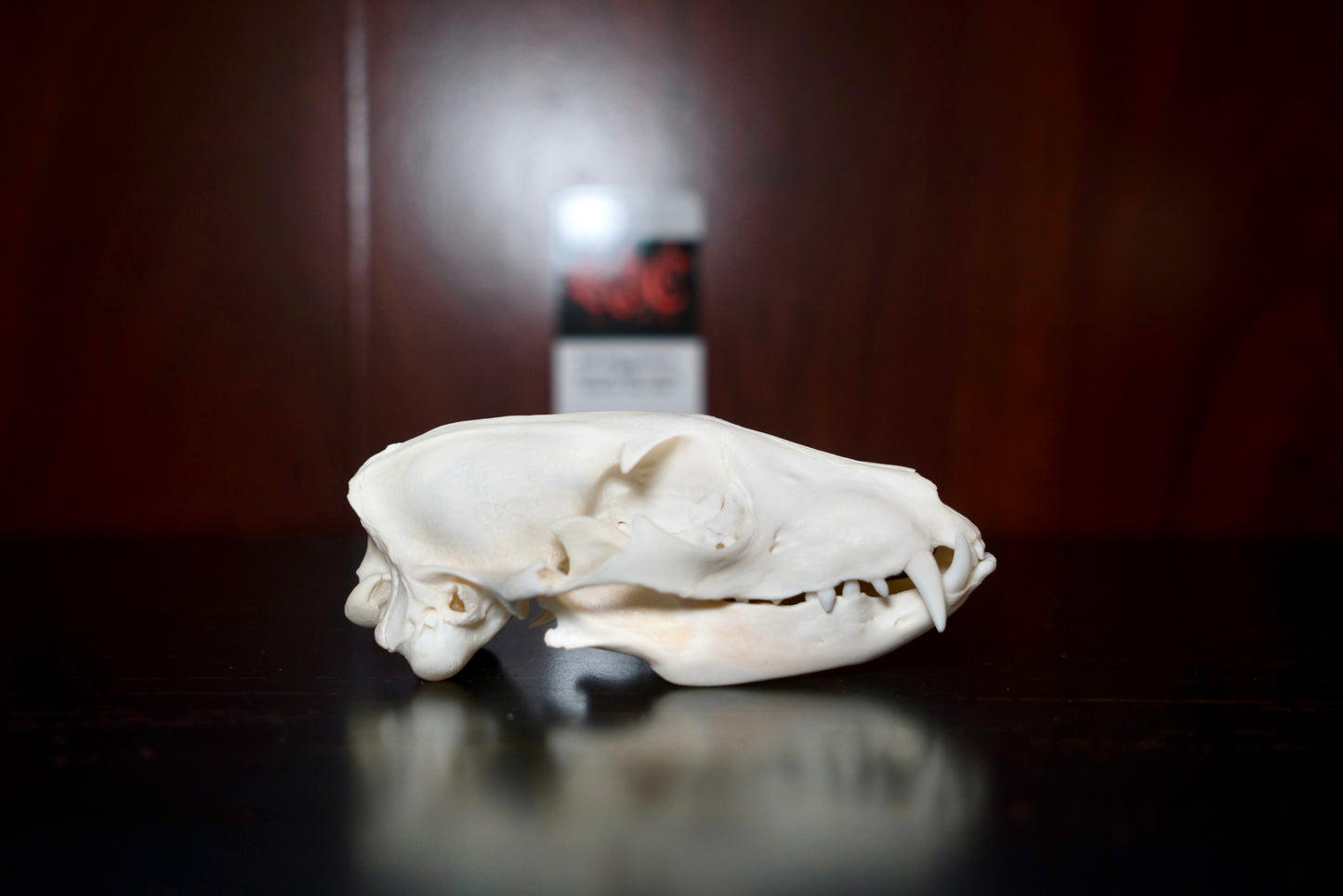 Real Aardwolf Skull