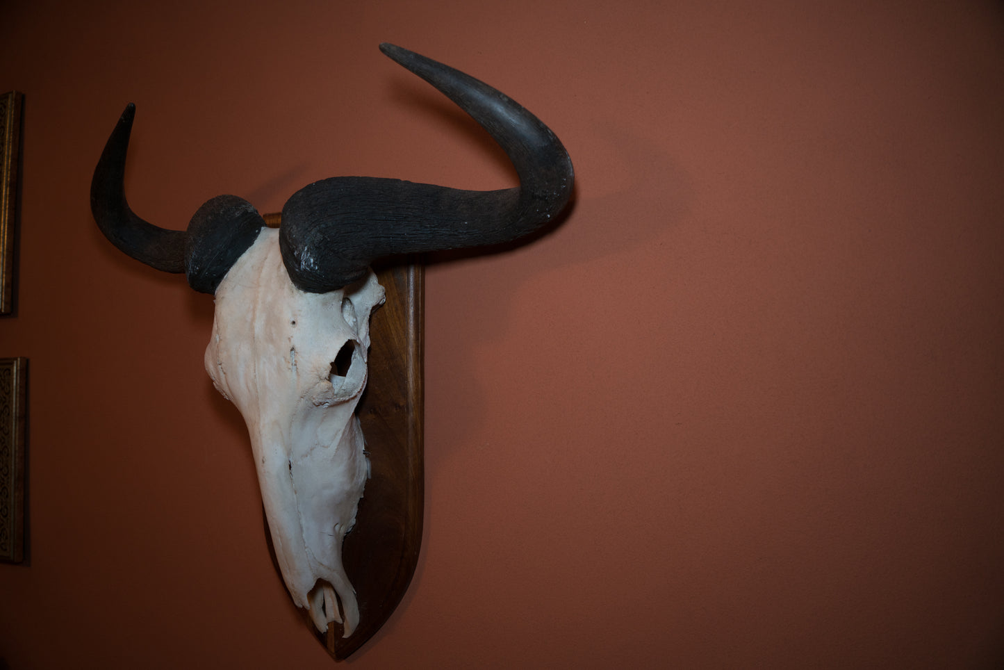 Huge White Bearded Wildebeest Skull Taxidermy