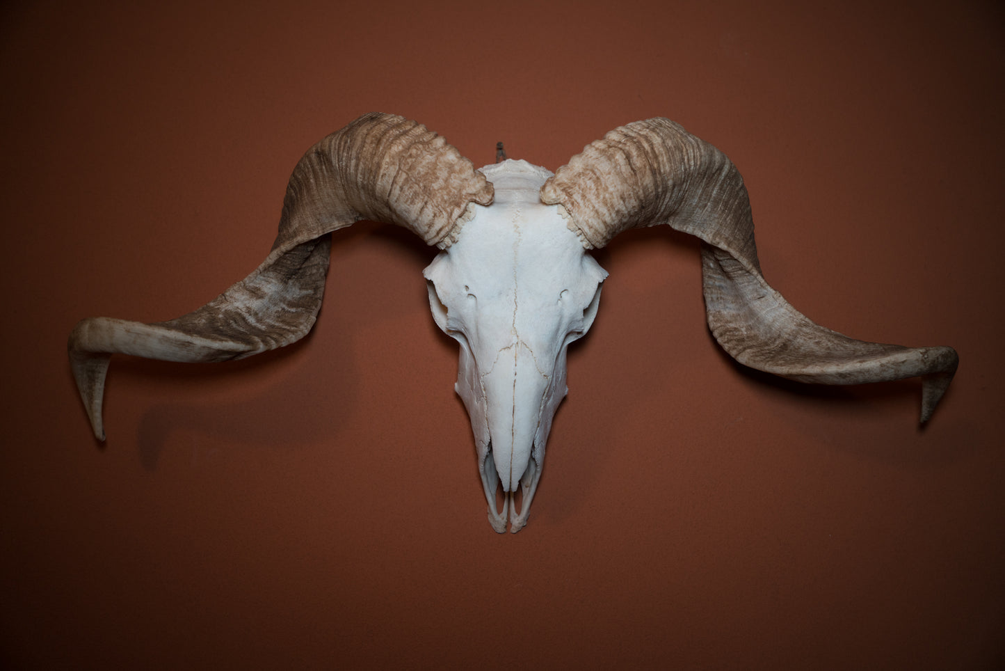 Natural Greek Ram Sheep Skull Taxidermy