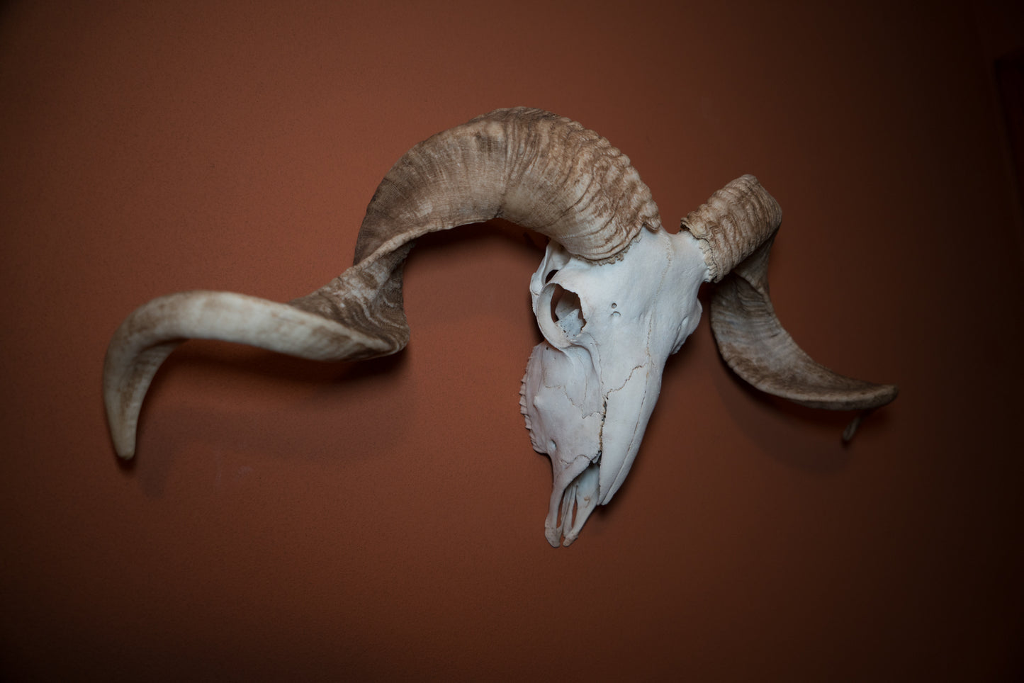 Natural Greek Ram Sheep Skull Taxidermy