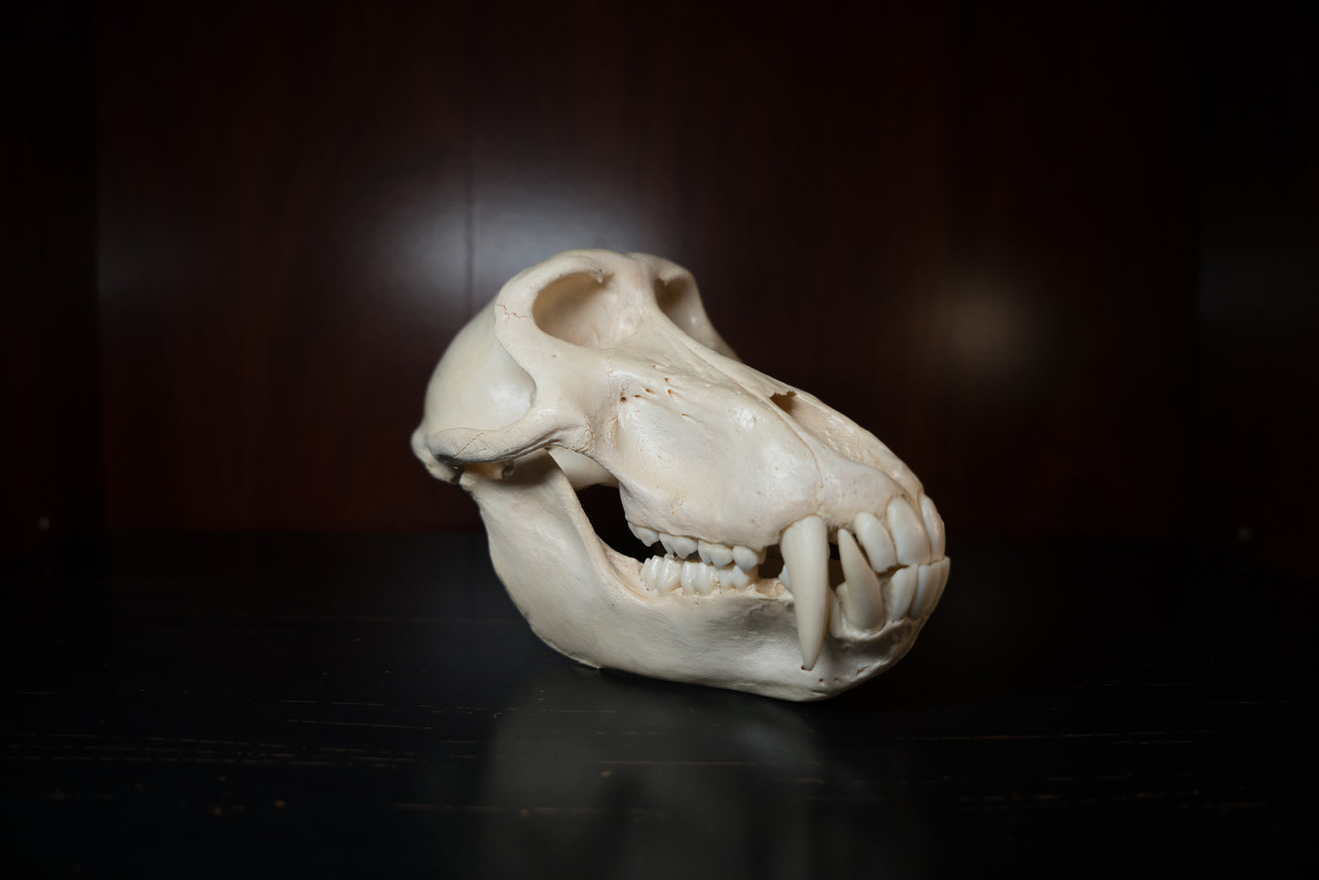 Real Olive Baboon Skull Taxidermy with Huge Canines