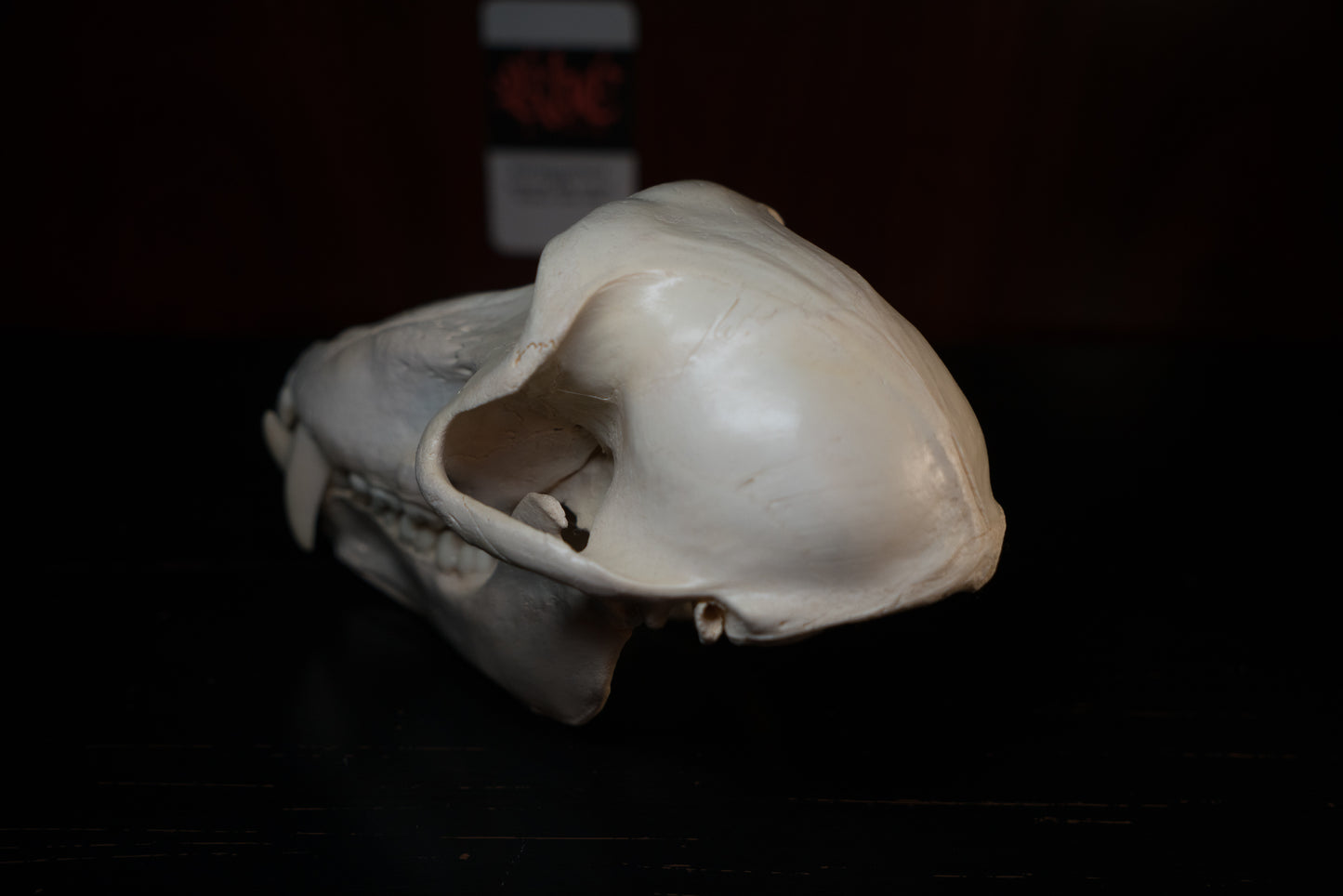 Real Olive Baboon Skull Taxidermy with Huge Canines