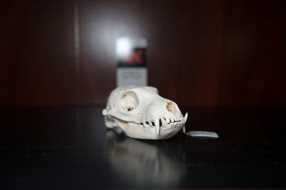 Real Aardwolf Skull