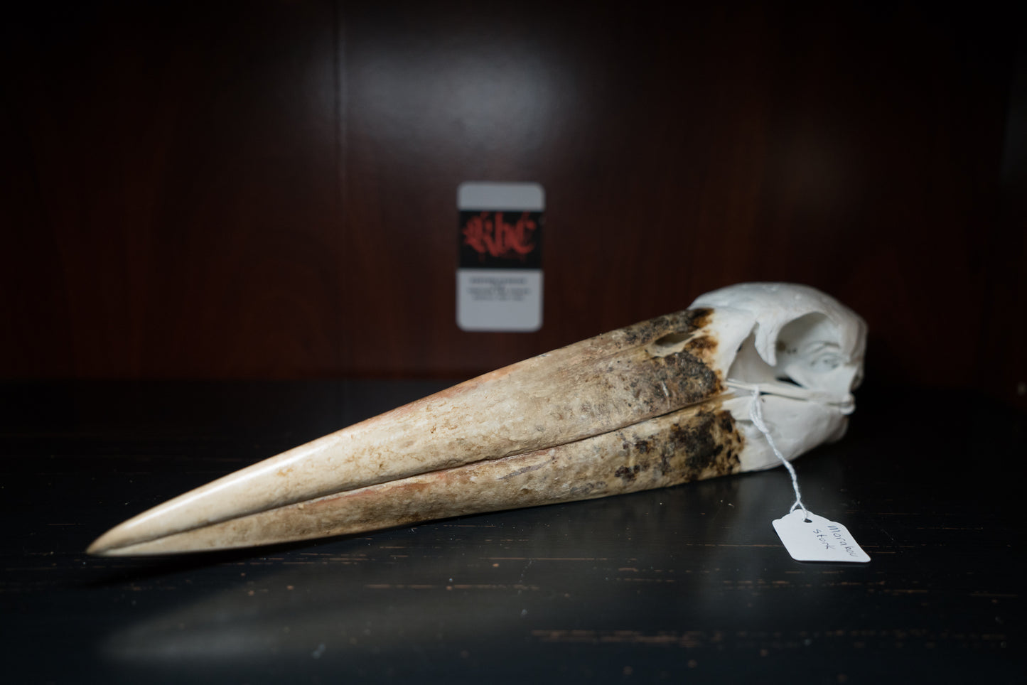 Beautiful Real African Marabou Stork Skull Taxidermy