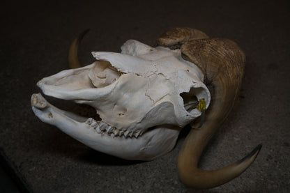 Arctic Muskox Skull