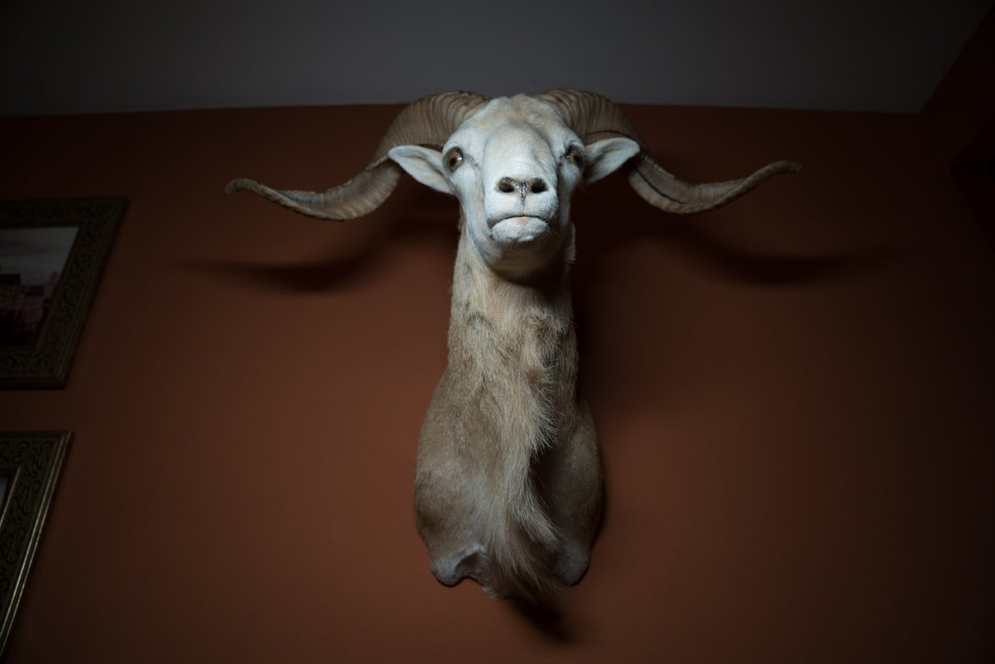 Texas Dall Ram Sheep Shoulder Mount Taxidermy