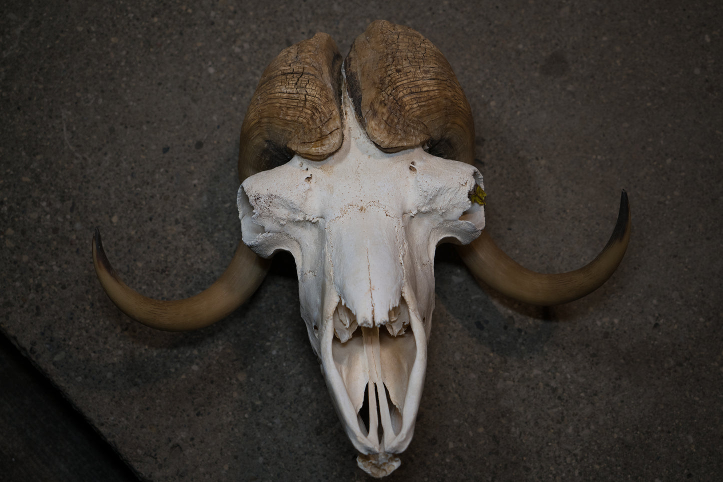 Arctic Muskox Skull