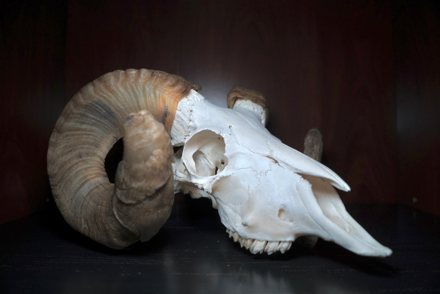 Real Icelandic Ram Sheep Skull Taxidermy Real Bone