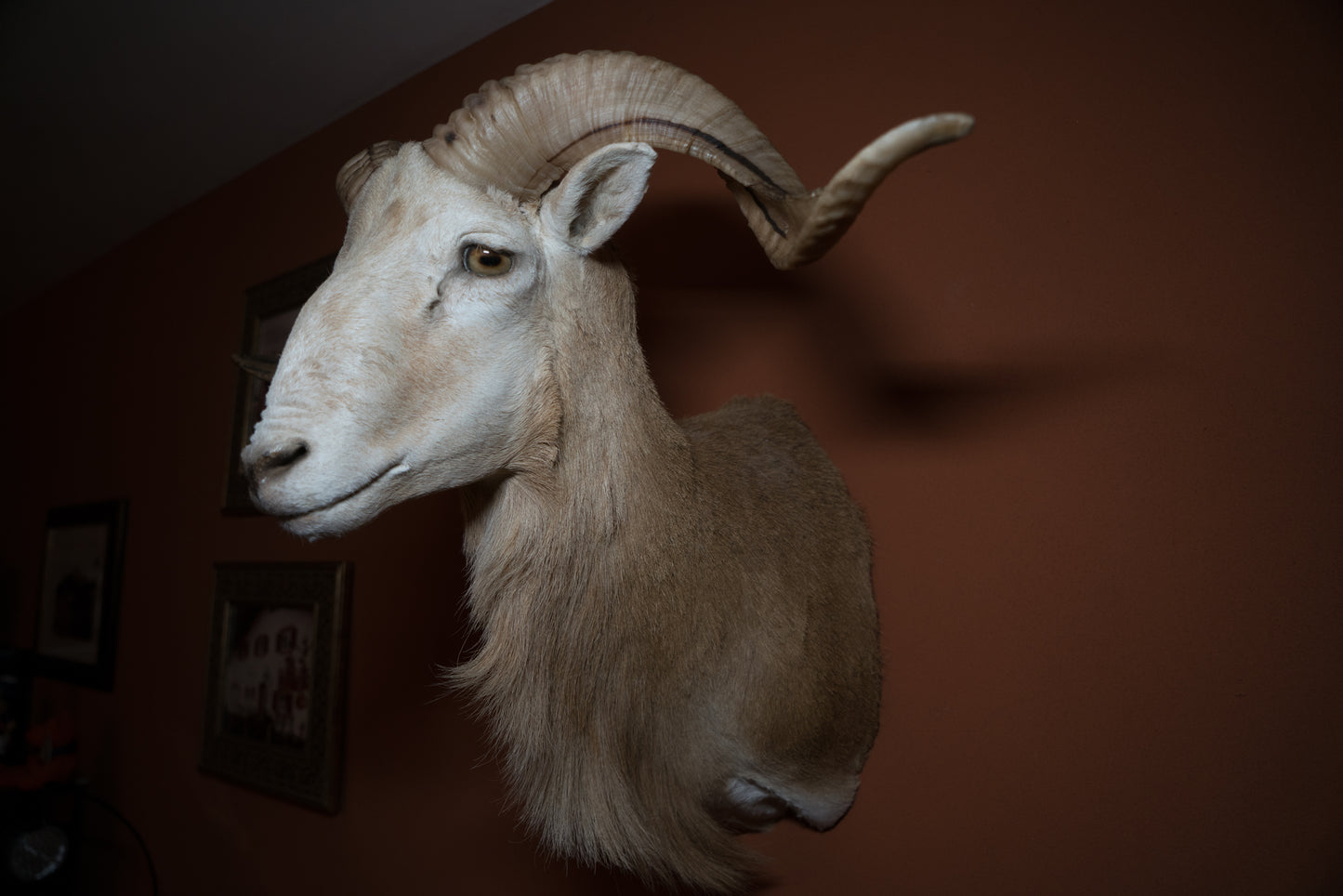 Texas Dall Ram Sheep Shoulder Mount Taxidermy