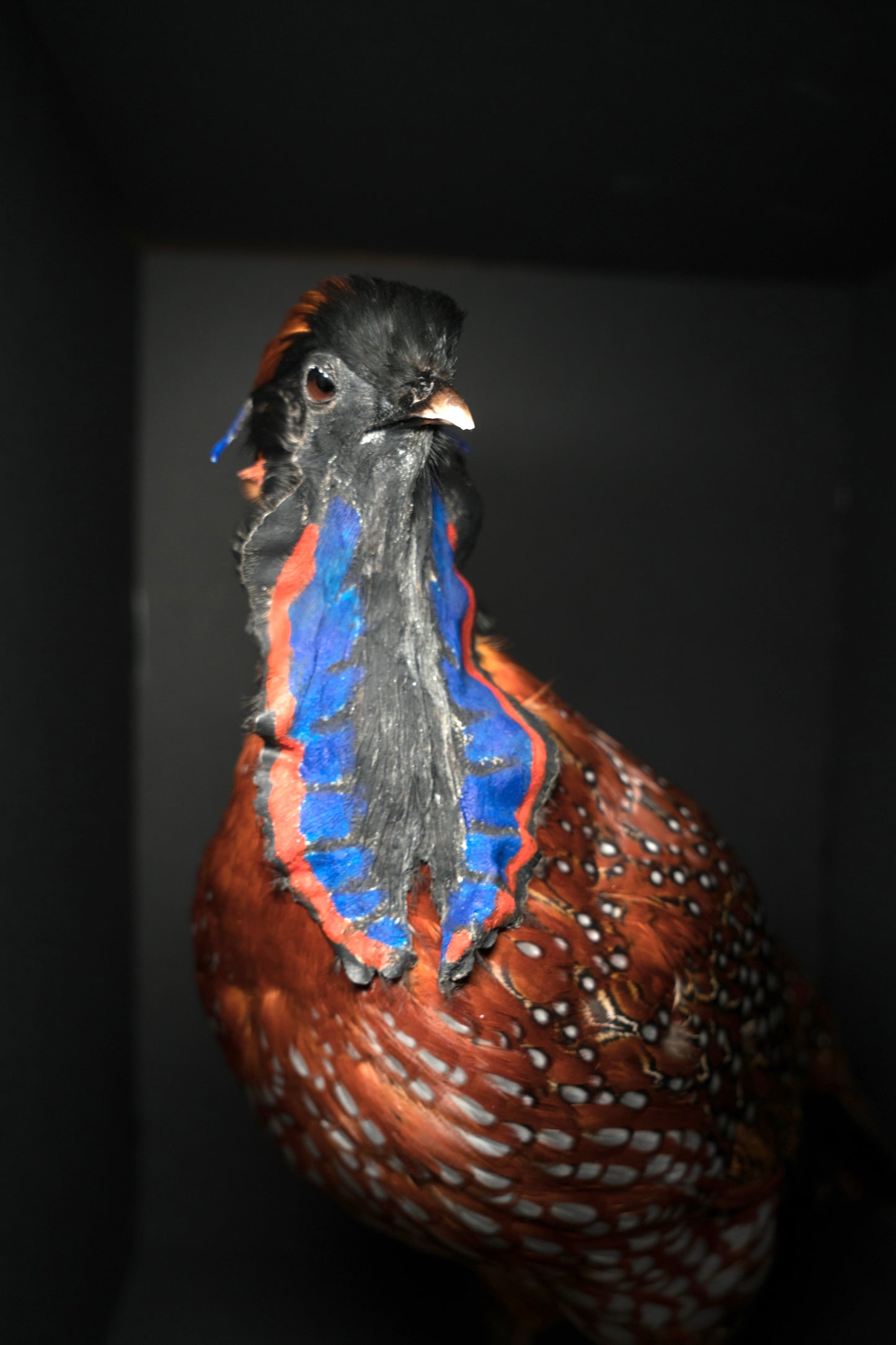 Satyr Tragopan Full Body Mount