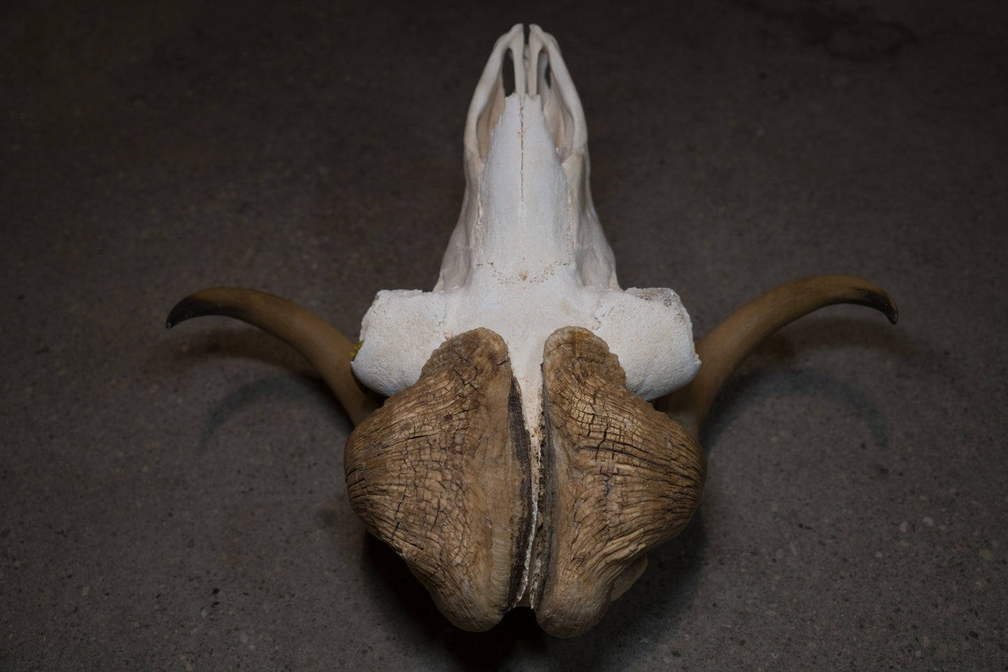 Arctic Muskox Skull