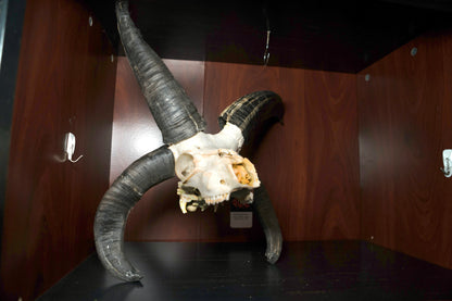 Huge Jacobs Ram Skull