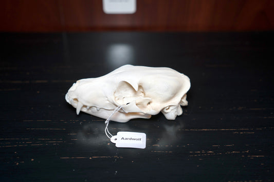 Real Aardwolf Skull