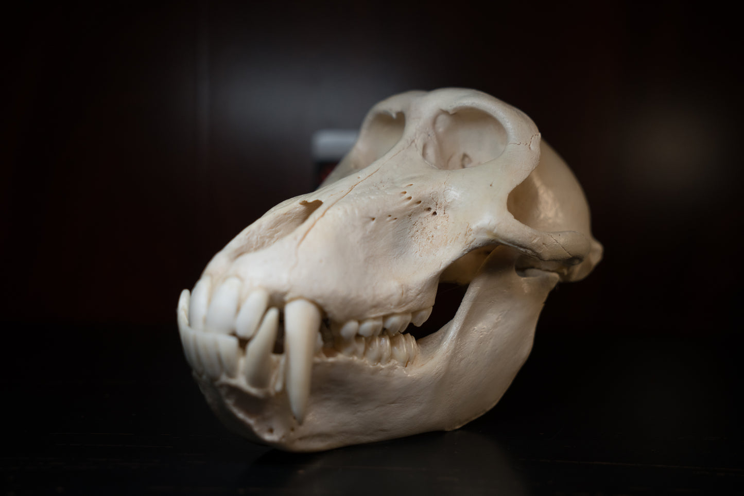 Real Olive Baboon Skull Taxidermy with Huge Canines