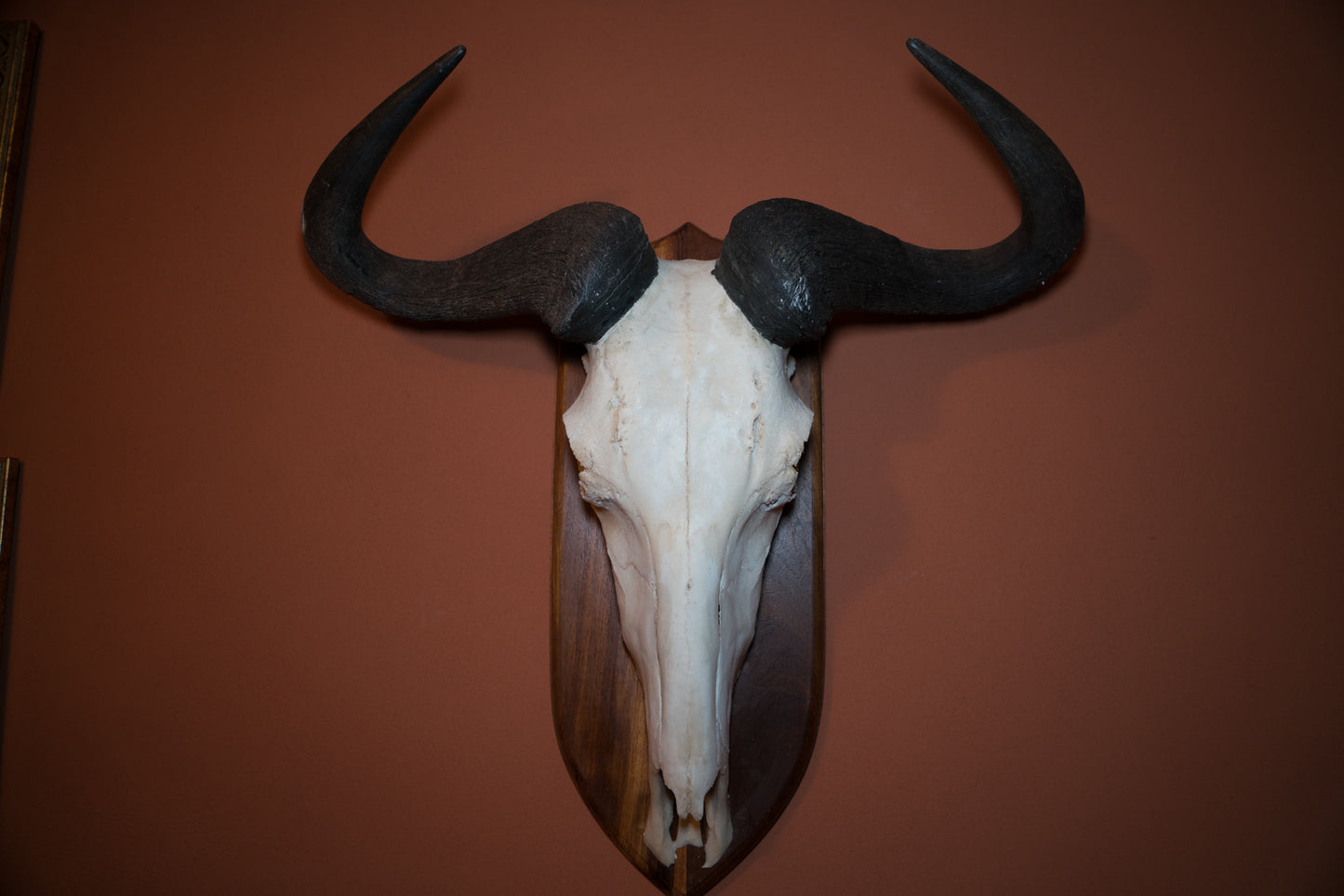 Huge White Bearded Wildebeest Skull Taxidermy