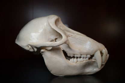 Real Olive Baboon Skull Taxidermy with Huge Canines