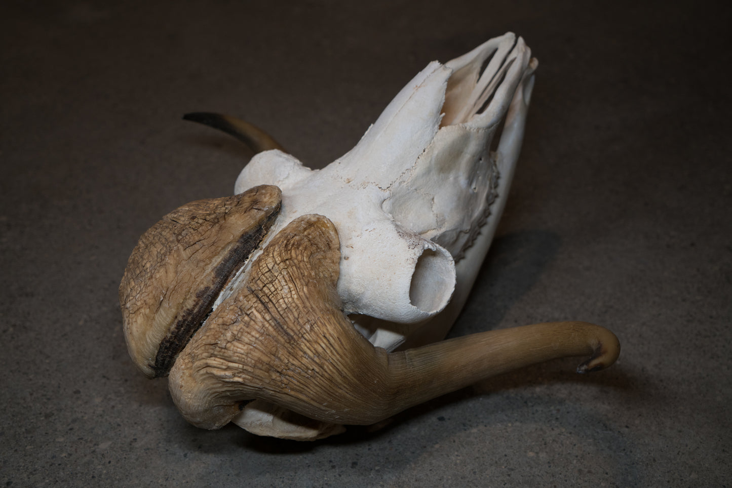 Arctic Muskox Skull