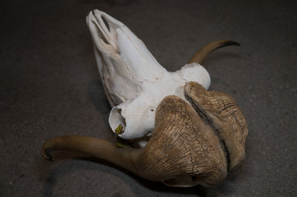 Arctic Muskox Skull