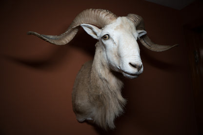 Texas Dall Ram Sheep Shoulder Mount Taxidermy