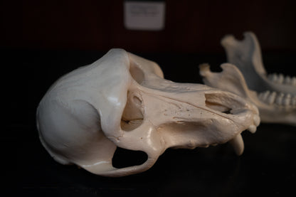 Real Olive Baboon Skull Taxidermy with Huge Canines