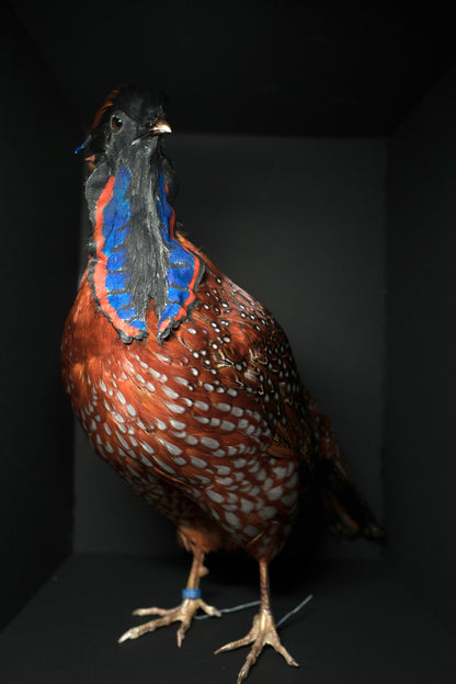 Satyr Tragopan Full Body Mount