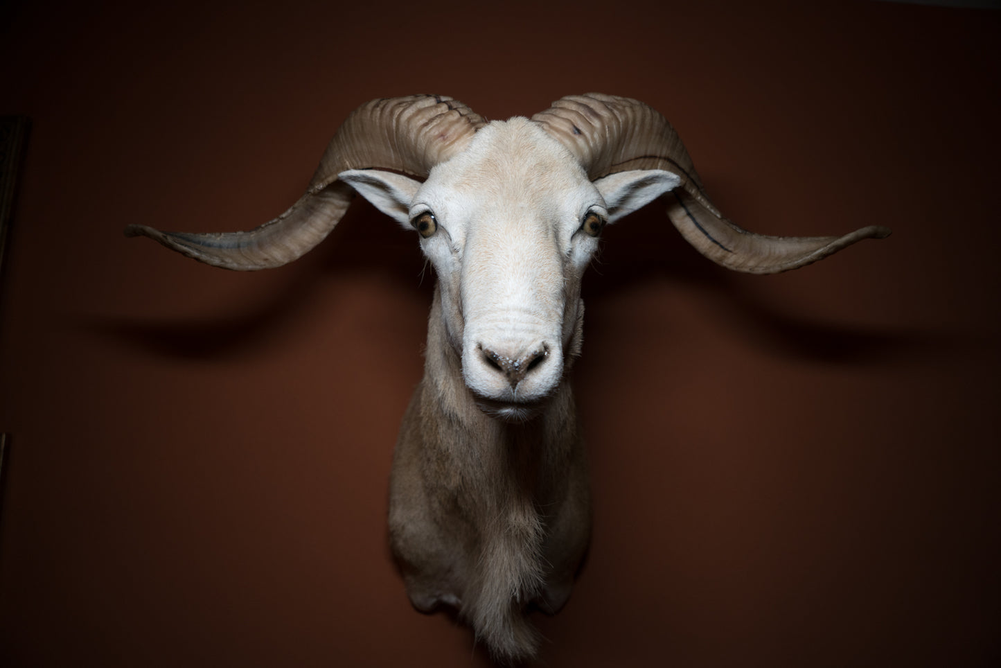 Texas Dall Ram Sheep Shoulder Mount Taxidermy