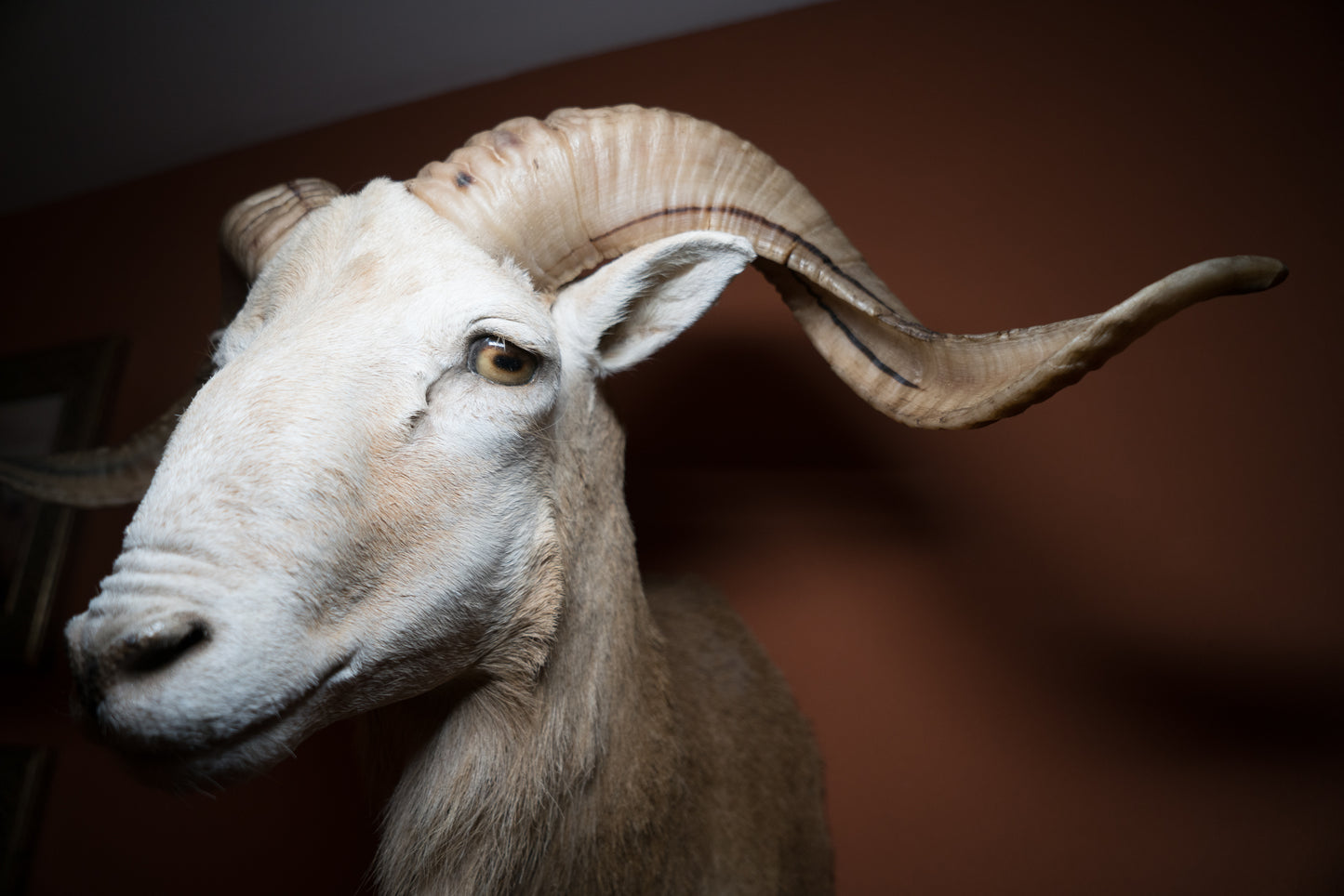 Texas Dall Ram Sheep Shoulder Mount Taxidermy