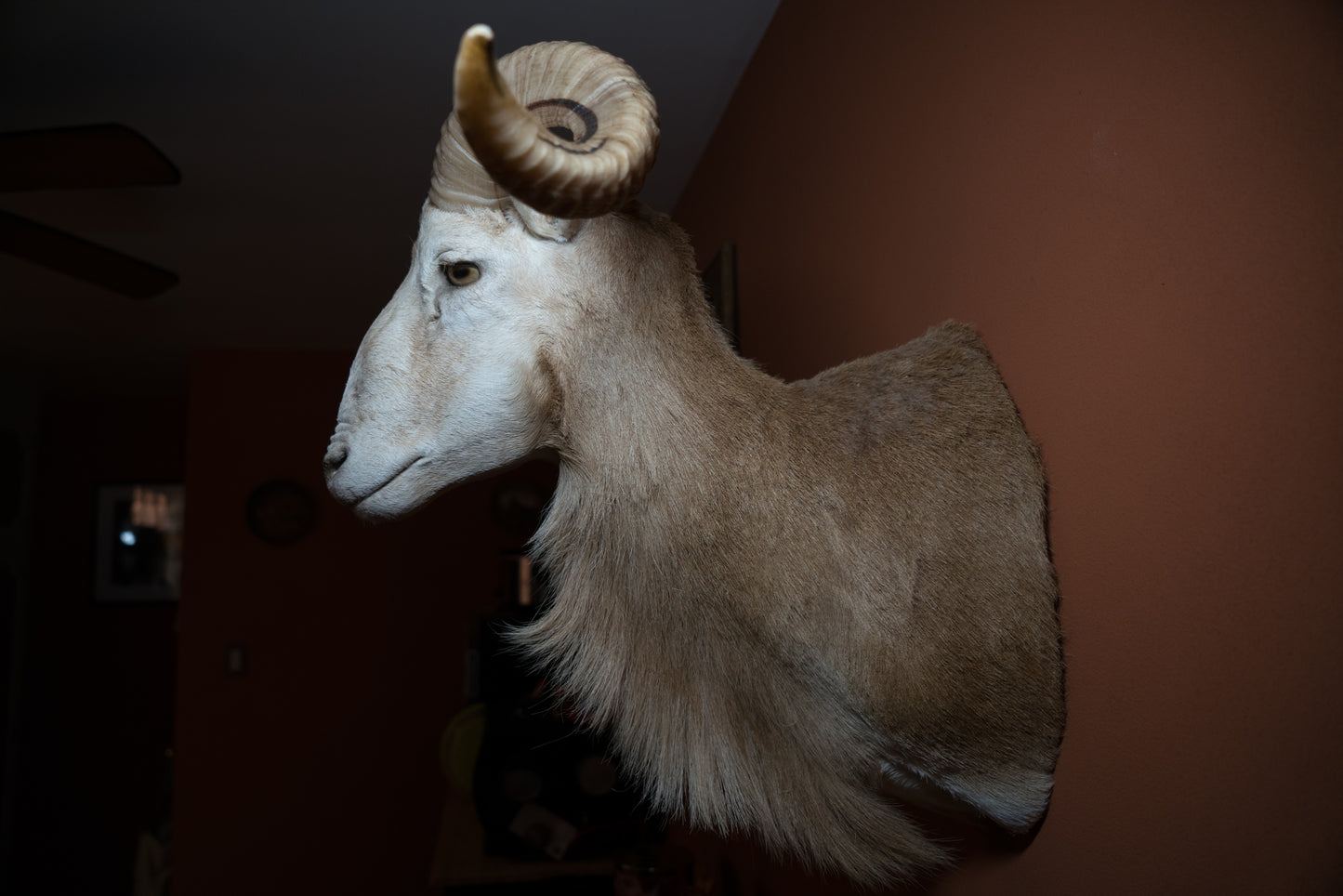 Texas Dall Ram Sheep Shoulder Mount Taxidermy