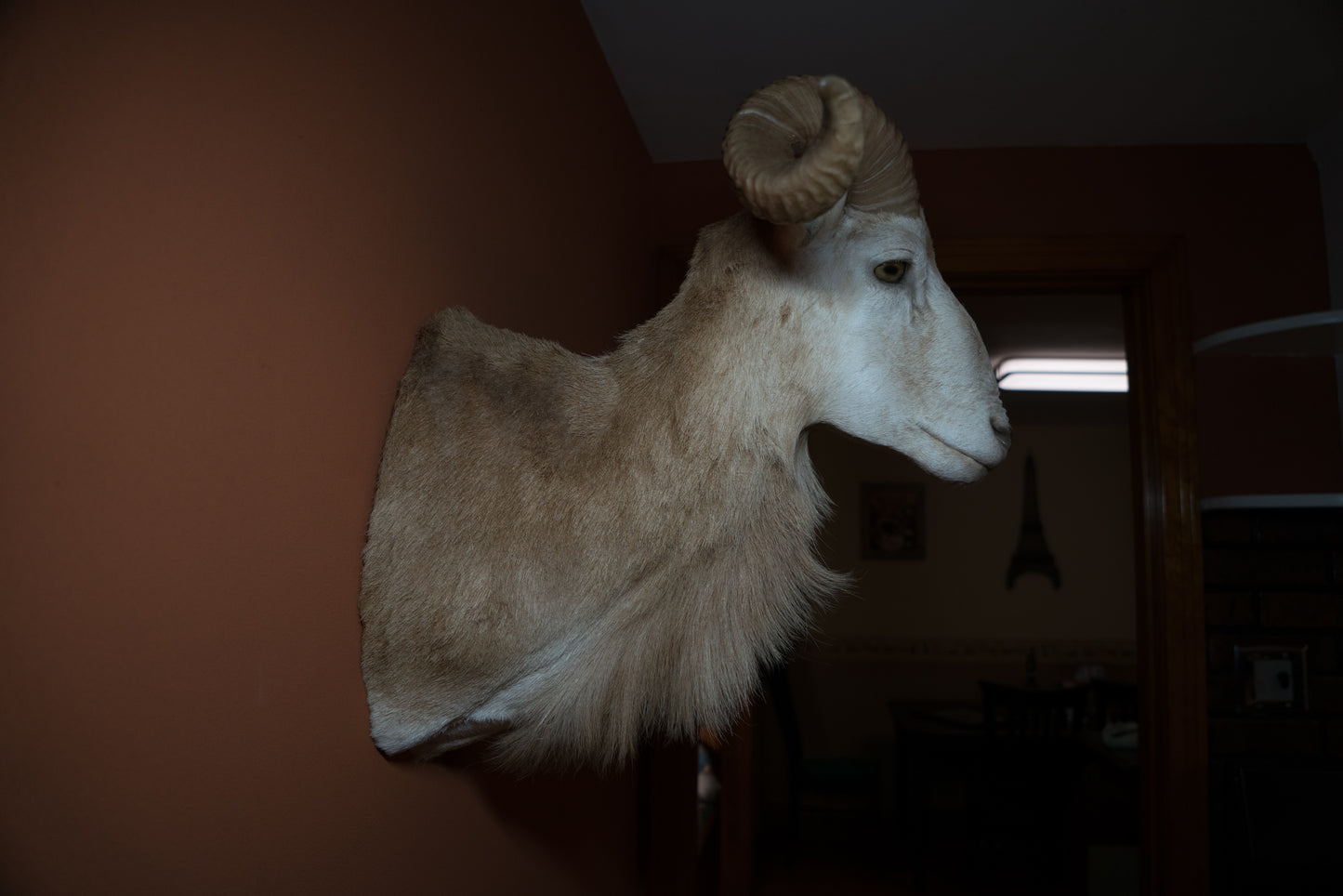 Texas Dall Ram Sheep Shoulder Mount Taxidermy