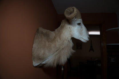 Texas Dall Ram Sheep Shoulder Mount Taxidermy