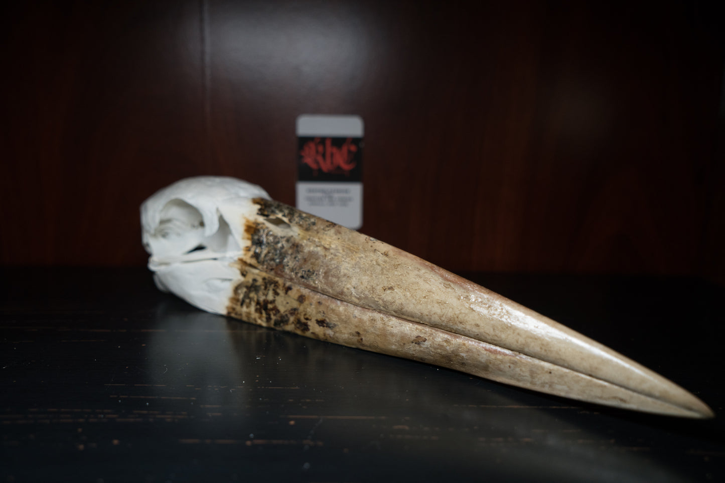 Beautiful Real African Marabou Stork Skull Taxidermy