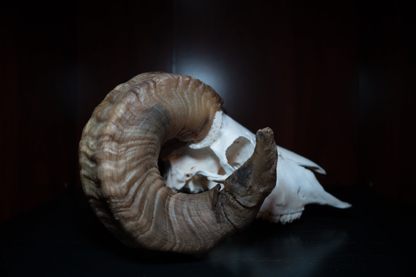 Real Icelandic Ram Sheep Skull Taxidermy Real Bone