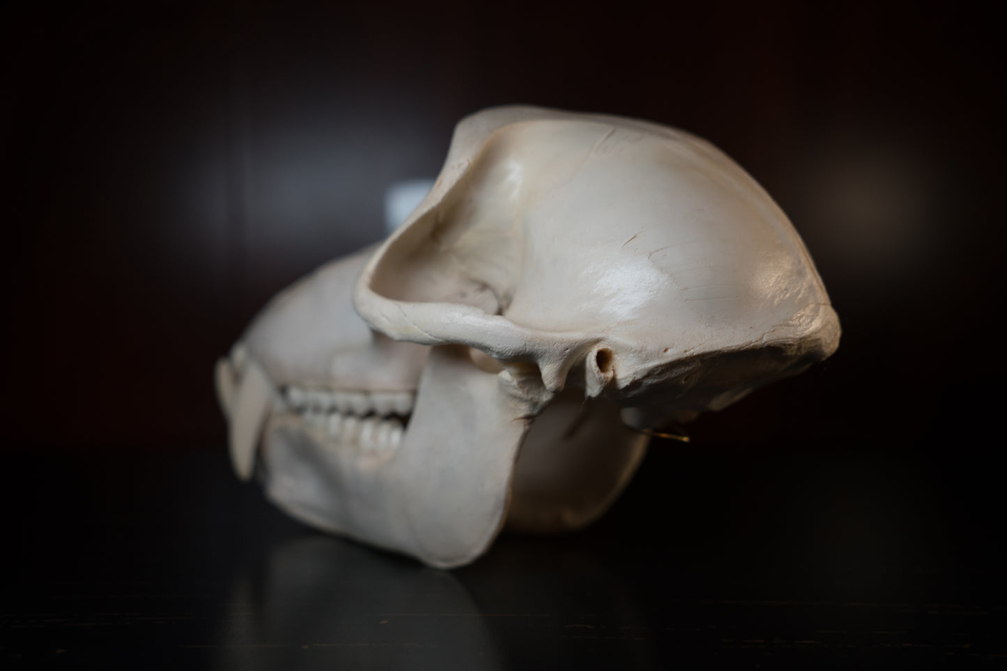 Real Olive Baboon Skull Taxidermy with Huge Canines