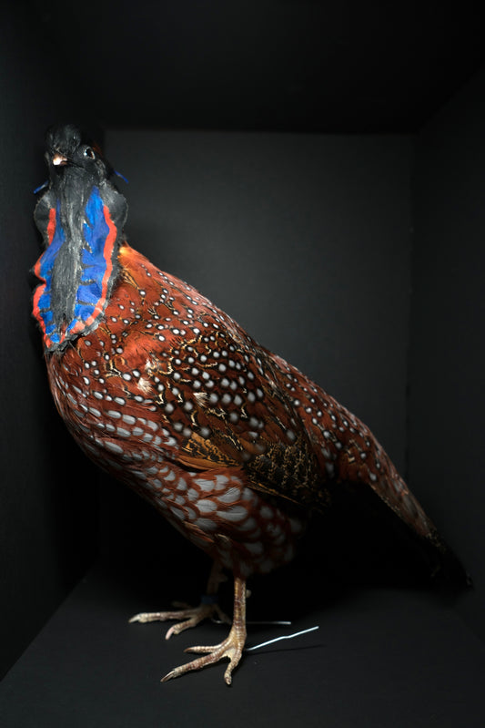 Satyr Tragopan Full Body Mount