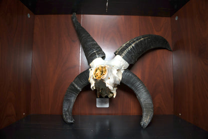 Huge Jacobs Ram Skull