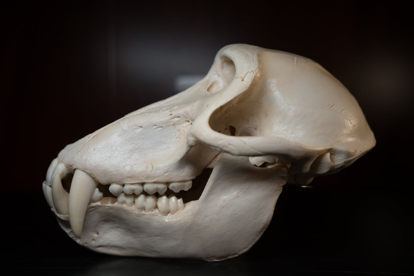 Real Olive Baboon Skull Taxidermy with Huge Canines