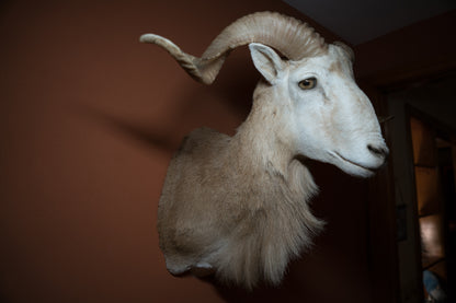 Texas Dall Ram Sheep Shoulder Mount Taxidermy