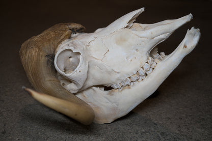 Arctic Muskox Skull