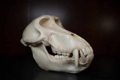 Real Olive Baboon Skull Taxidermy with Huge Canines