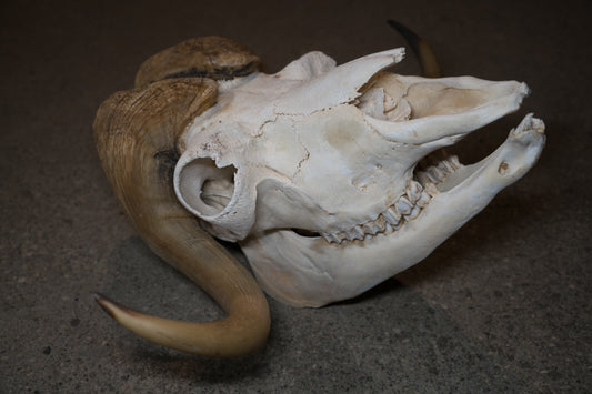 Arctic Muskox Skull