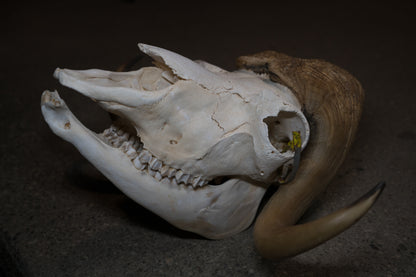 Arctic Muskox Skull