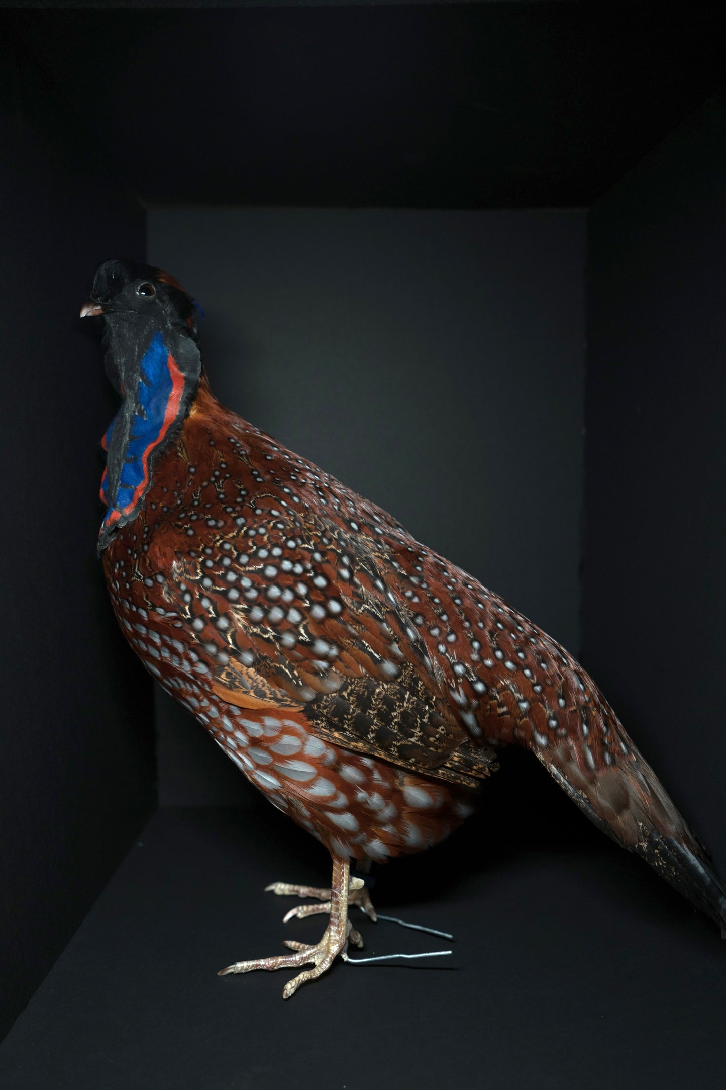 Satyr Tragopan Full Body Mount