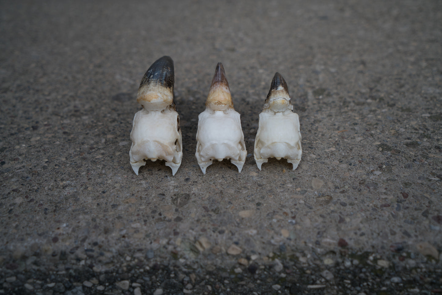 Real Trumpeter Hornbill Skull 3Pk Taxidermy Educational Set Male Female Juvenile